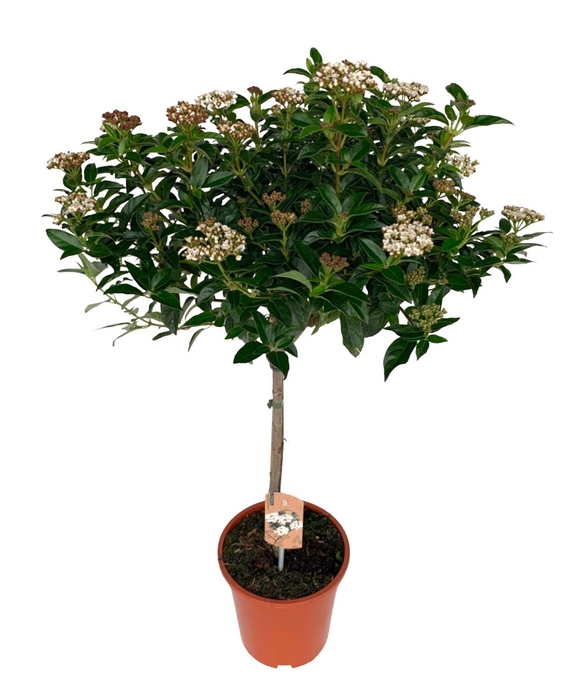 <h4>Viburnum Tinus op stam</h4>