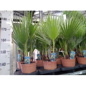 Washingtonia filifera