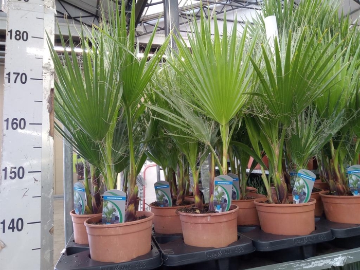 <h4>Washingtonia filifera</h4>