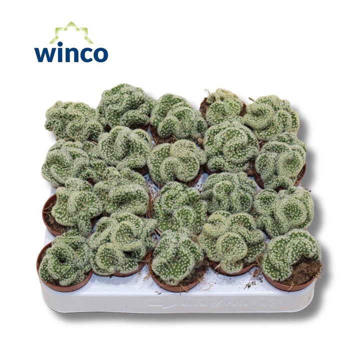 <h4>Mammillaria Elongata Cristata</h4>