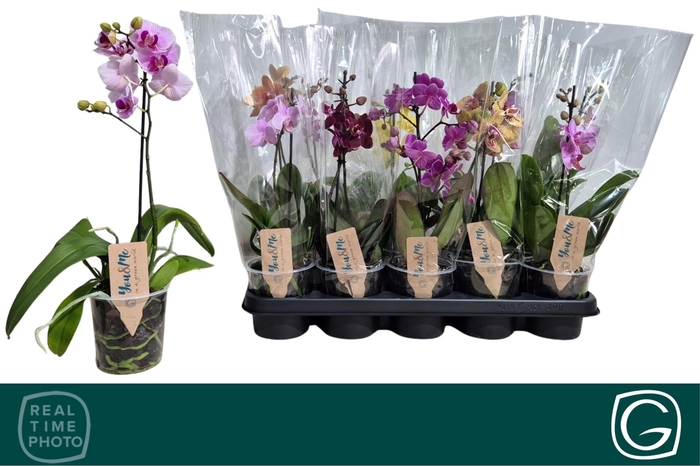 <h4>PHAL MF GEM 4 KL</h4>