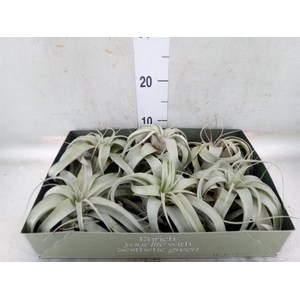 Tillandsia xerographica