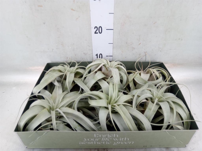 <h4>Tillandsia xerographica</h4>
