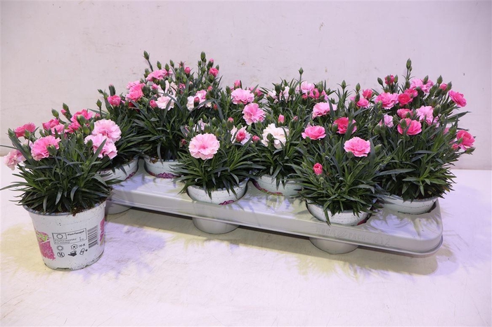 <h4>Dian I Love U</h4>