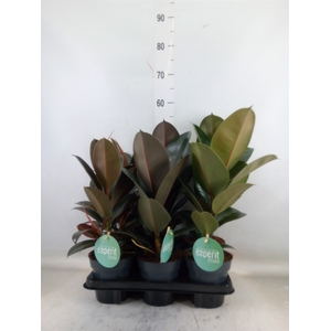 Ficus elastica   ...