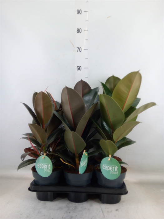 <h4>Ficus elastica   ...</h4>