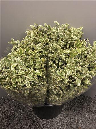 <h4>Pitto Variegata</h4>