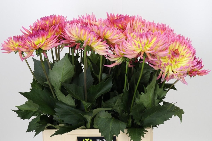 <h4>Dahlia Karma Sangria</h4>