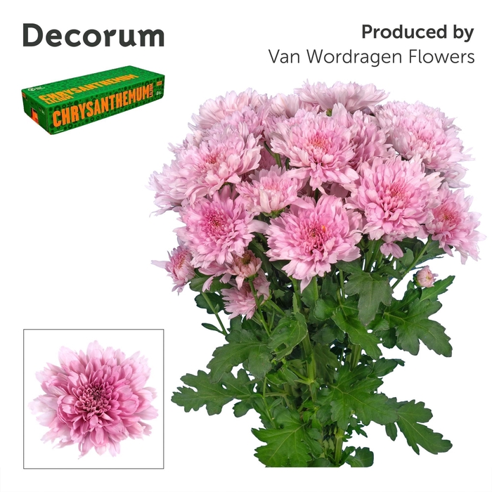 <h4>Chr T Kalimba Decorum</h4>