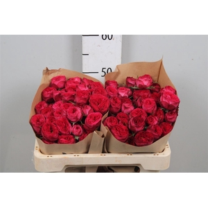 R Tr Royal Trendsetter