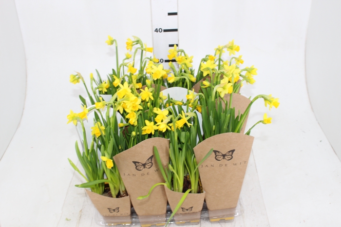 NARCISSUS AMARELO P12 QUADRADO