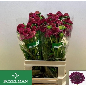 SCAB AT RASPBE SCOOP