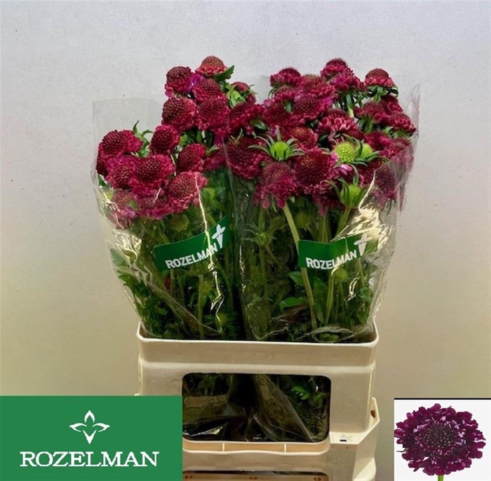 <h4>SCAB AT RASPBE SCOOP</h4>