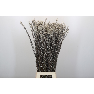 Salix Caprea Snow Flake Premium