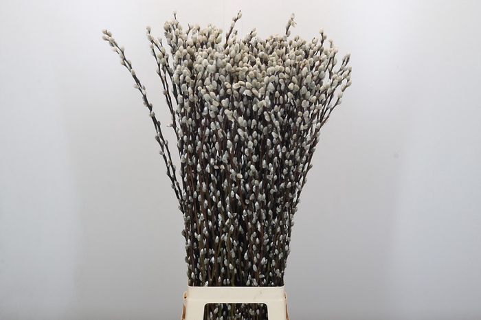 <h4>Salix Caprea Snow Flake Premium</h4>
