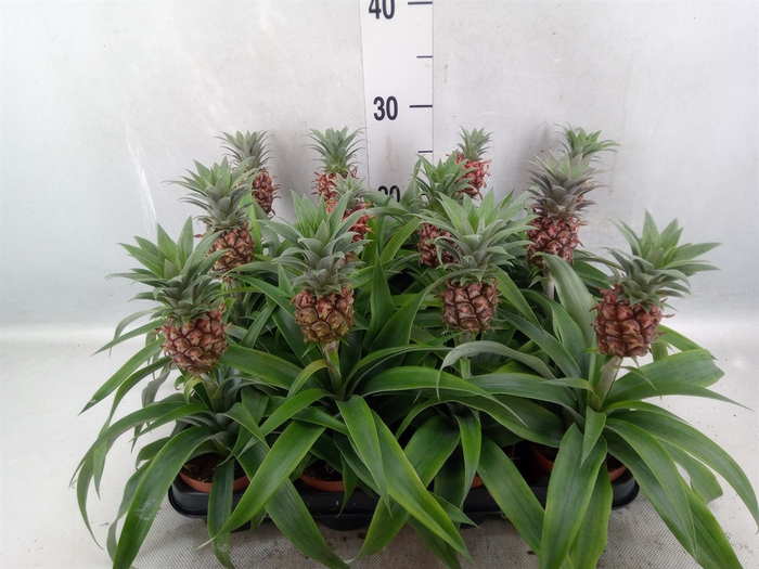 <h4>Ananas  'Rosita'</h4>