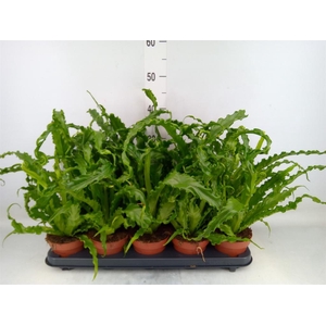 Asplenium antiquum 'Osaka'