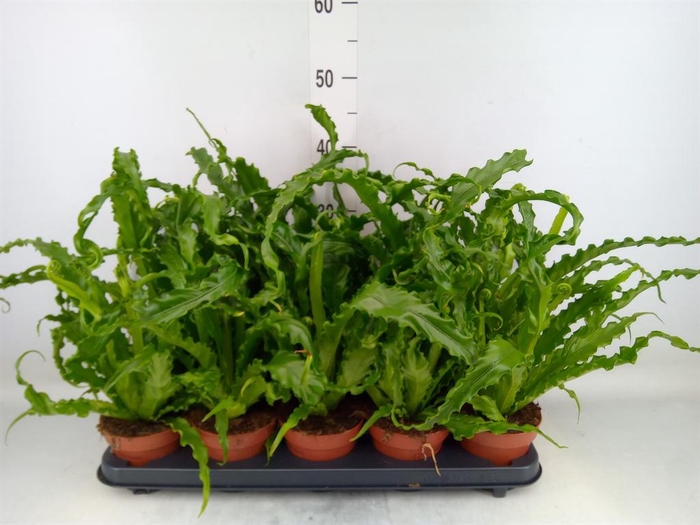 <h4>Asplenium antiquum 'Osaka'</h4>