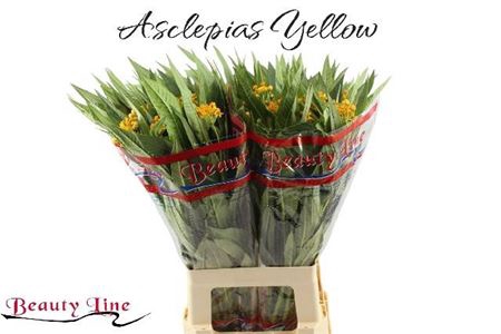 <h4>Ascl C Silky Gold</h4>
