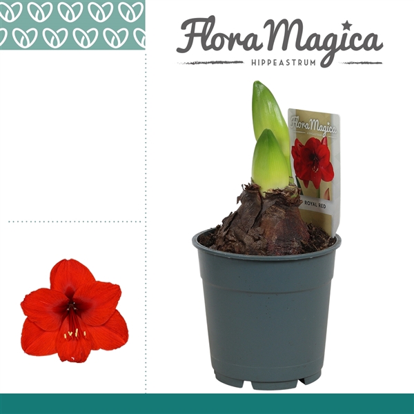 <h4>Amaryllis Royal Red 2 Knop Extra OP</h4>