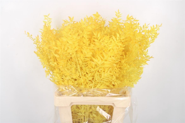 <h4>Ruscus. Yellow Per Stem</h4>
