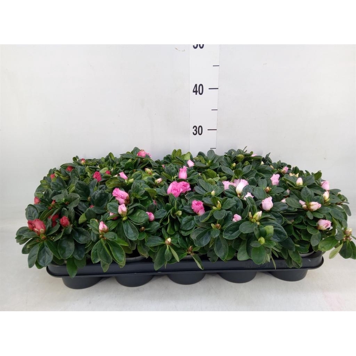 <h4>Rhododendron sim.   ...mix</h4>