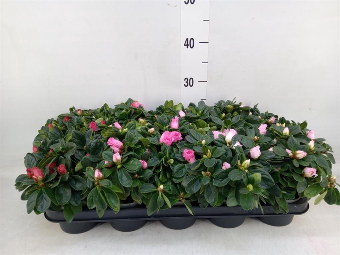 <h4>Rhododendron sim.   ...mix</h4>