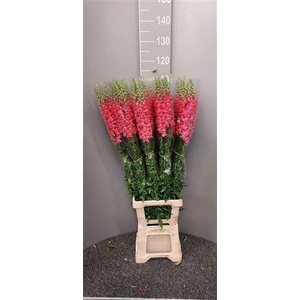 Antir Antibes Dark Pink