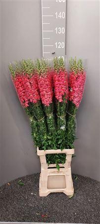 <h4>Antir Antibes Dark Pink</h4>