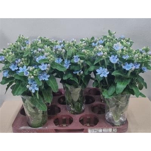 OXY CO TAN PURE BLUE 30 CM