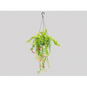 COLUMNEA HAVAIANA C21
