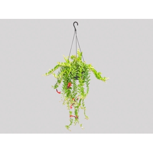 COLUMNEA HAVAIANA C21