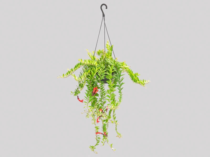 COLUMNEA HAVAIANA C21