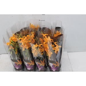 DENDROBIUM NOBILY P09 LARANJA
