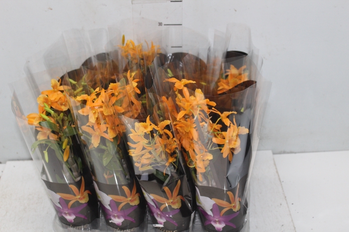 DENDROBIUM NOBILY P09 LARANJA