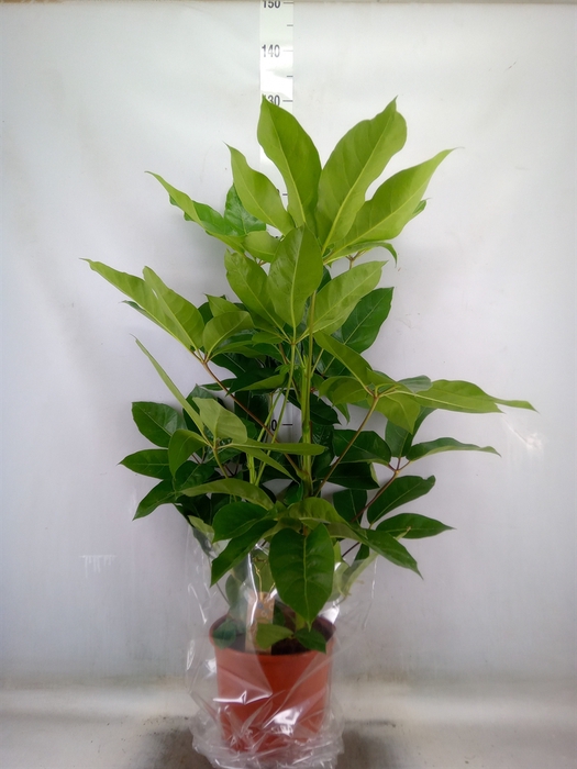 <h4>Schefflera actin. 'Amate'</h4>