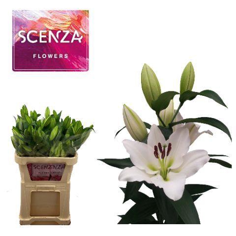 <h4>LI TISENTO 2+ Scenza</h4>