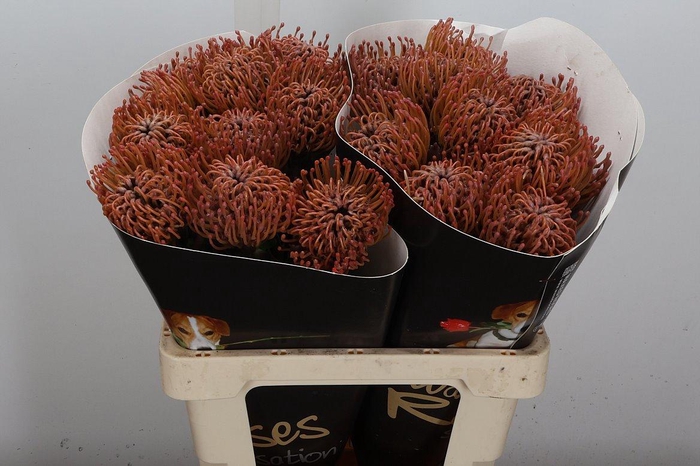 <h4>Protea Leuco Ov</h4>