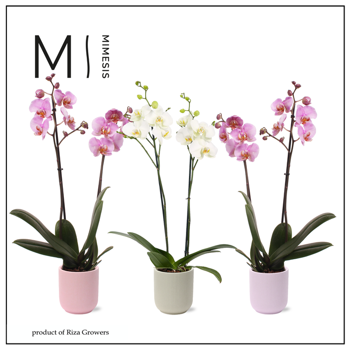<h4>Phalaenopsis Charming Mix 2 spike - 12cm in Atlanta | Mimesis</h4>