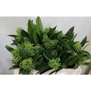 SKIMMIA KEW GREEN PER BOS 35 CM (kopie)