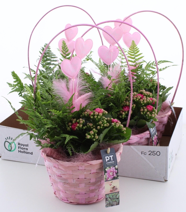 <h4>ARR KAMERPL</h4>