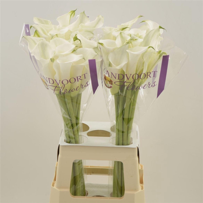 <h4>Calla White Mambo</h4>