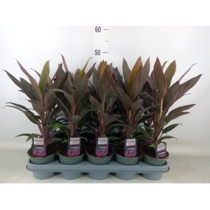 Cordyline fruti. 'Rumba'