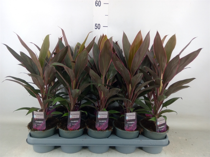 <h4>Cordyline fruti. 'Rumba'</h4>