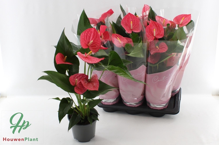 <h4>ANTHU AN MAINE</h4>