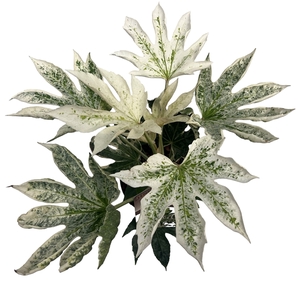 Fatsia jap. 'Spiderweb' sense
