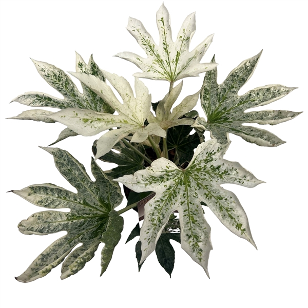 <h4>Fatsia jap. 'Spiderweb' sense</h4>