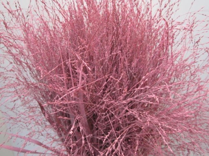 <h4>Panicum Warrior Rose</h4>