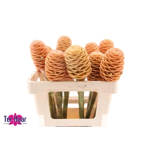 ZINGIBER SHAMPOO GIN