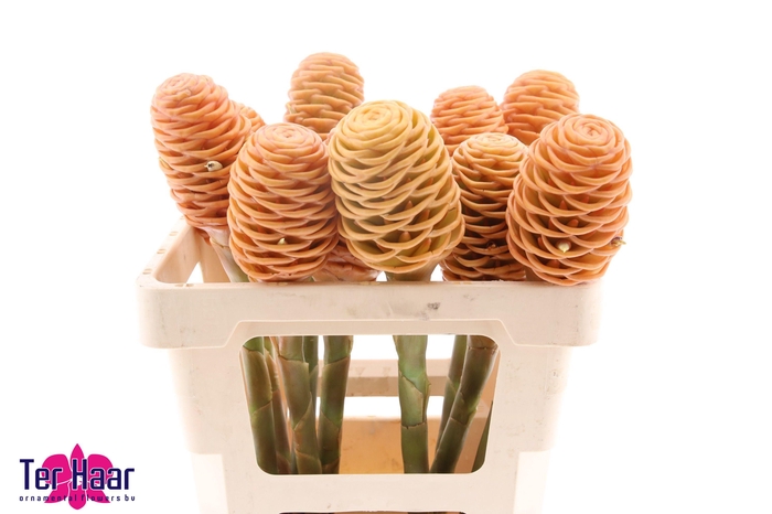 <h4>ZINGIBER SHAMPOO GIN</h4>